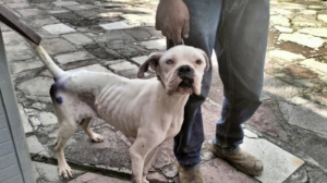 Estado de México endurece sanciones por maltrato animal con nueva legislación