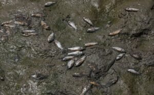 El calor extremo y la contaminación matan a cientos de peces en un lago de India