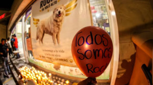 PRI Estado de México impulsa la Ley Rocky para fortalecer la protección animal en todo el país